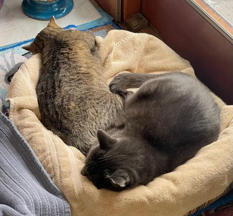 Buddy And Artemis thumbnail 3