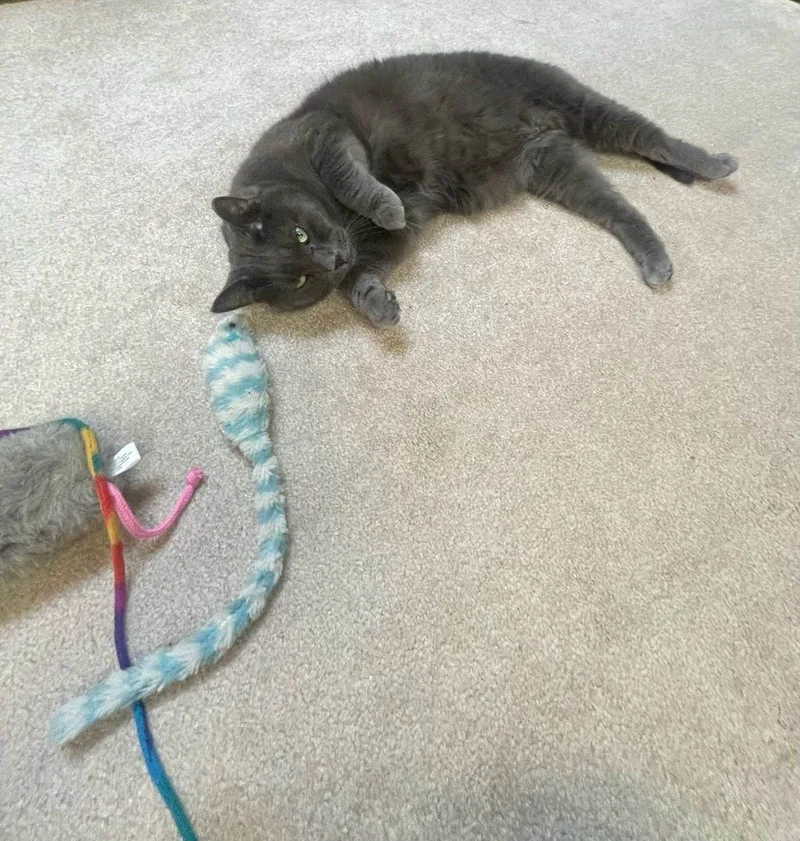 Buddy And Artemis thumbnail 4