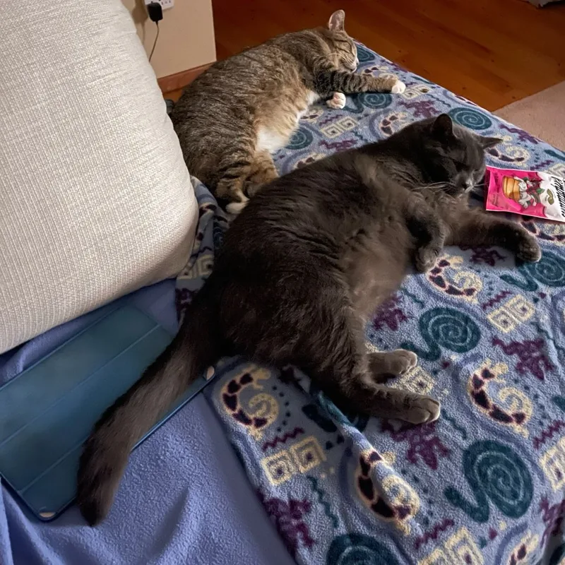 Buddy And Artemis thumbnail 5