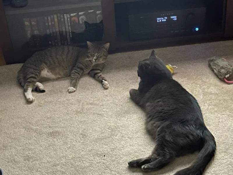 Buddy And Artemis thumbnail 6