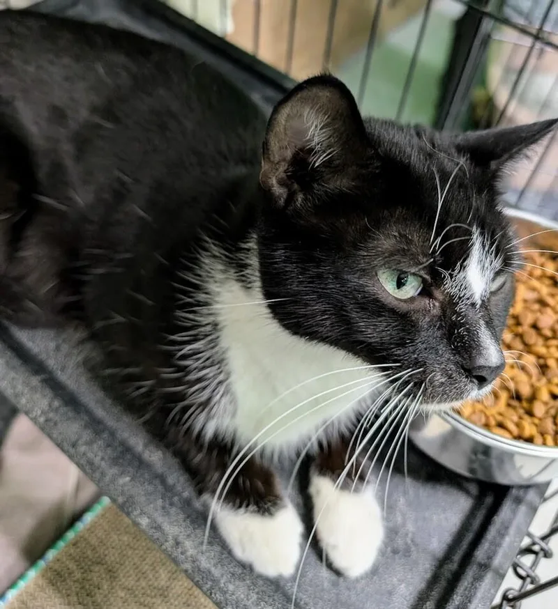 A young medium-sized female Black & White / Tuxedo Domestic Short Hair cat named Sitka for adoption in Adrian, MI