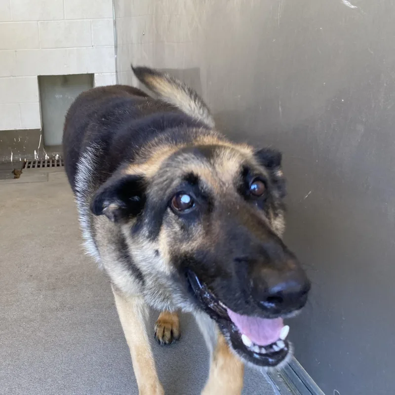 An adult large-sized female Tricolor (Brown, Black, & White) German Shepherd Dog dog named Cambrie for adoption in King George, VA