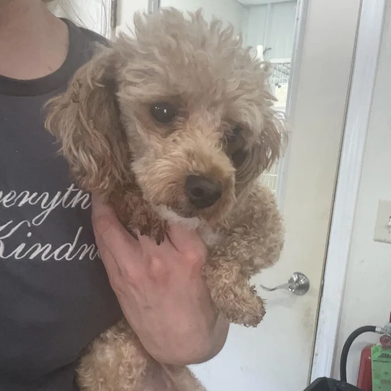 An adult small-sized female Apricot / Beige Miniature Poodle dog named #22 for adoption in Pekin, IL