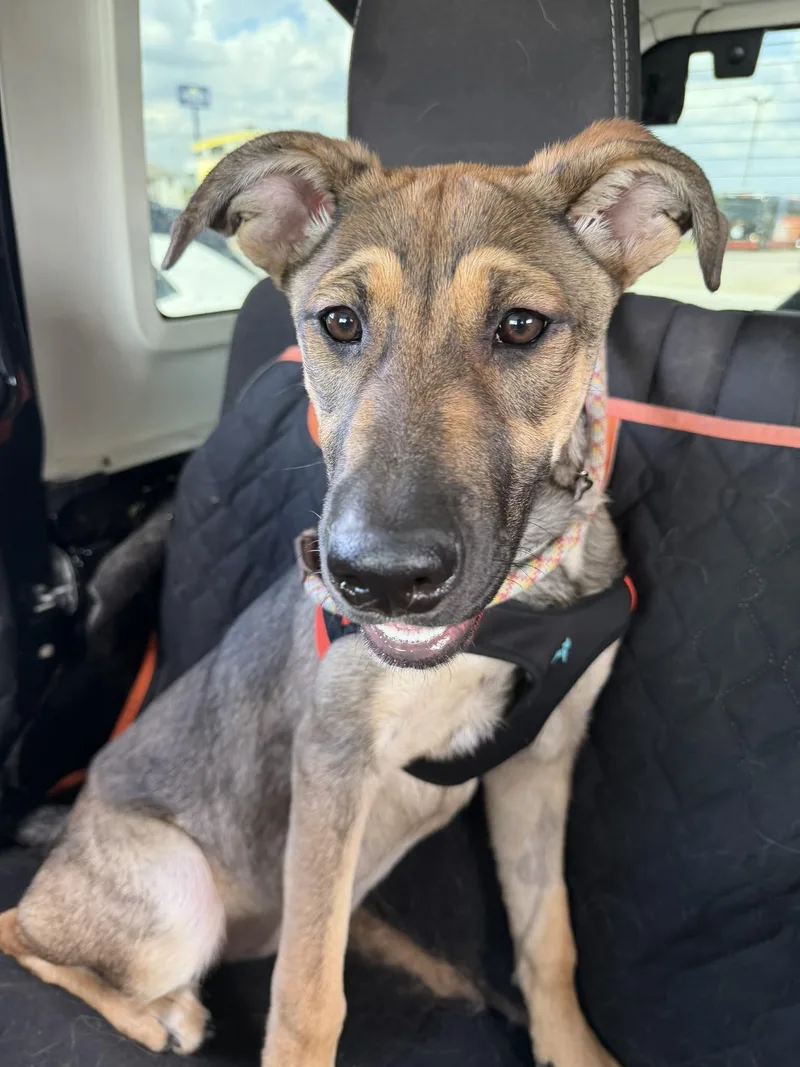 A baby medium-sized female German Shepherd Dog dog named Daisy for adoption in Blue Bell, PA