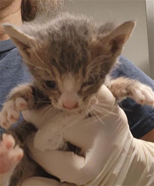 A baby small-sized male Domestic Short Hair cat named Finn for adoption in Bakersfield, CA