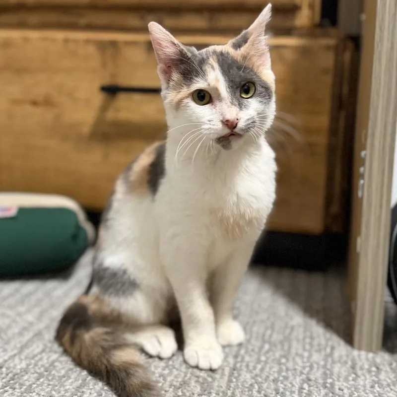 A baby small-sized female Calico Domestic Short Hair cat named Sepia for adoption in Nampa, ID