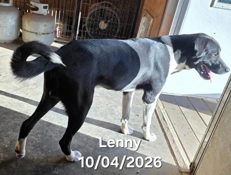 A young large-sized male Border Collie dog named Lenny for adoption in Warren, RI