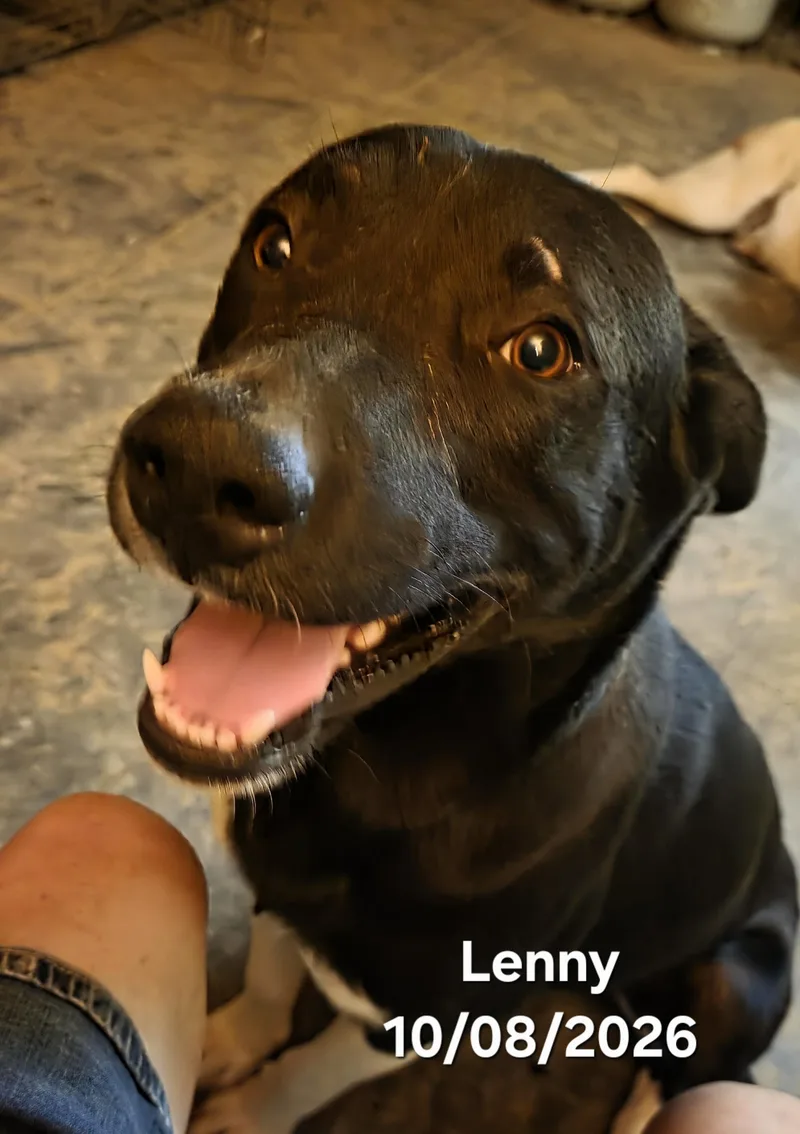 Lenny thumbnail 2
