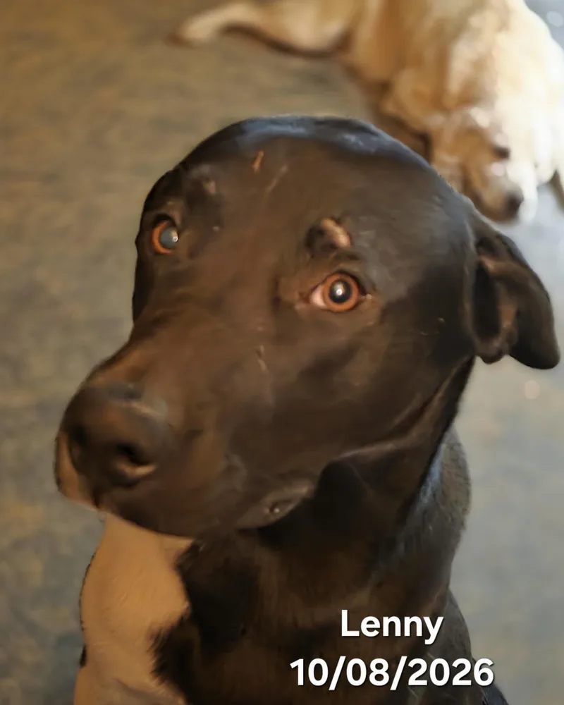 Lenny thumbnail 3