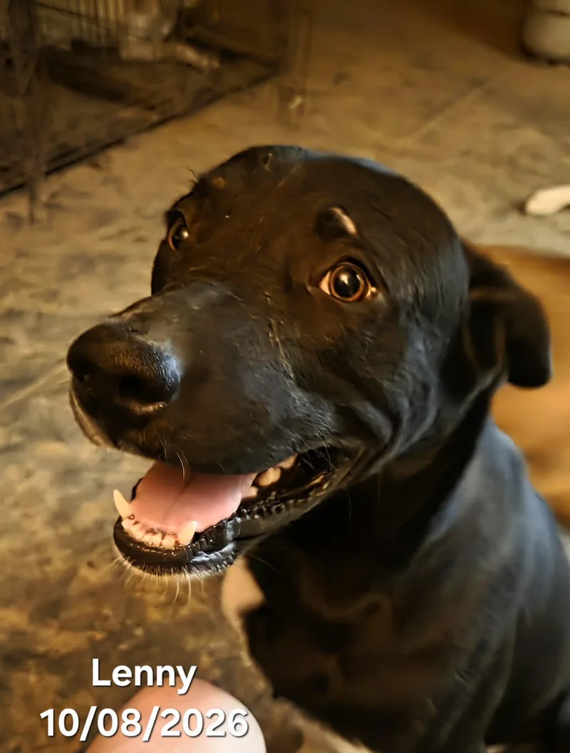 Lenny thumbnail 5