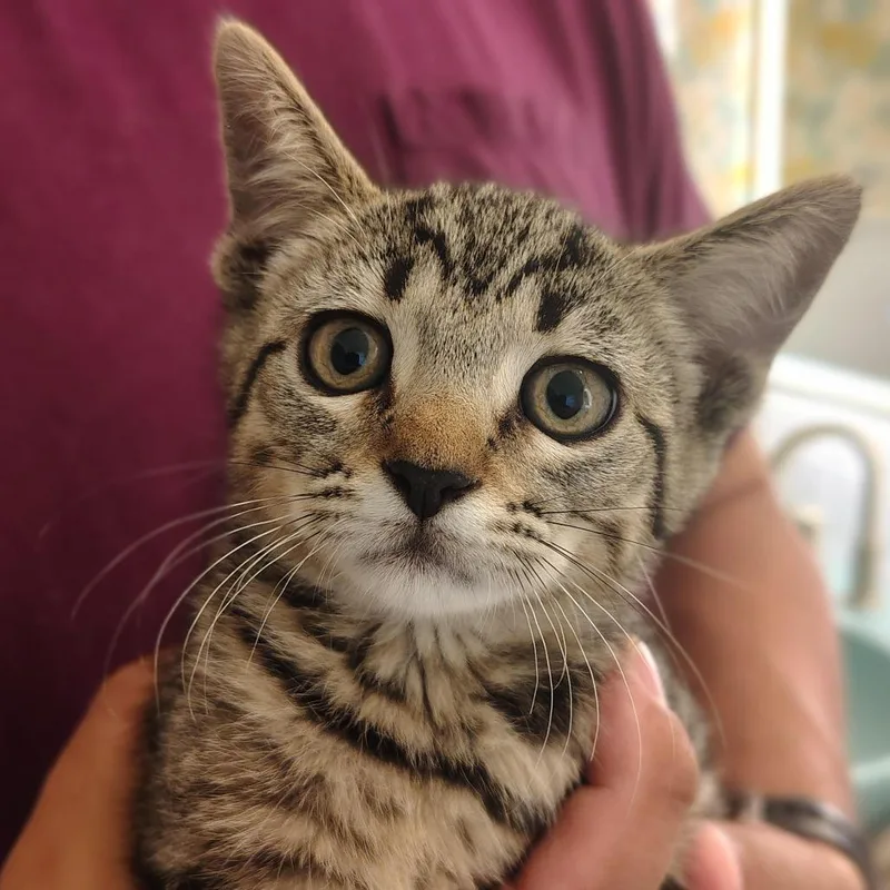A baby small-sized female Brown / Chocolate Domestic Short Hair cat named Fiona for adoption in Titusville, FL