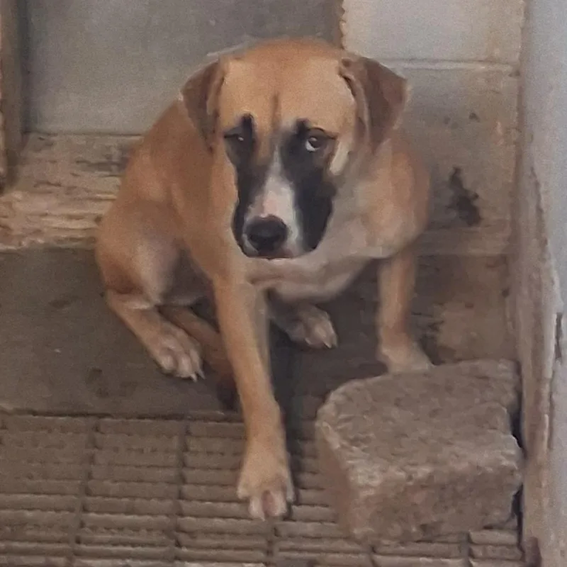 An adult medium-sized female Brown / Chocolate Mixed Breed dog named Luna for adoption in Summerville, SC