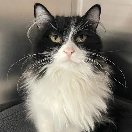 An adult medium-sized male Domestic Long Hair cat named Ruckus for adoption in Tinley Park, IL
