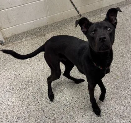 A young medium-sized male Black Mixed Breed dog named Charlie for adoption in Kansas City, MO