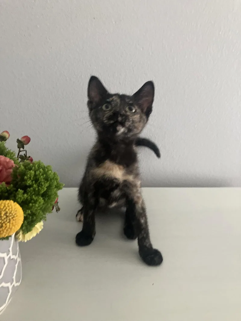 A baby medium-sized female Domestic Short Hair cat named Houdini for adoption in Oviedo, FL