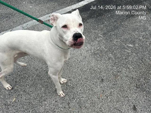 A young large-sized female Dogo Argentino dog named Nala for adoption in Ocala, FL