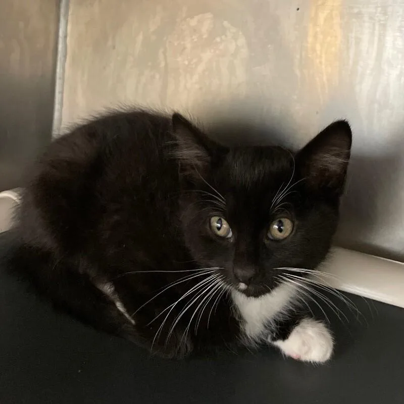 A baby medium-sized male Domestic Short Hair cat named Cain for adoption in Roanoke, VA
