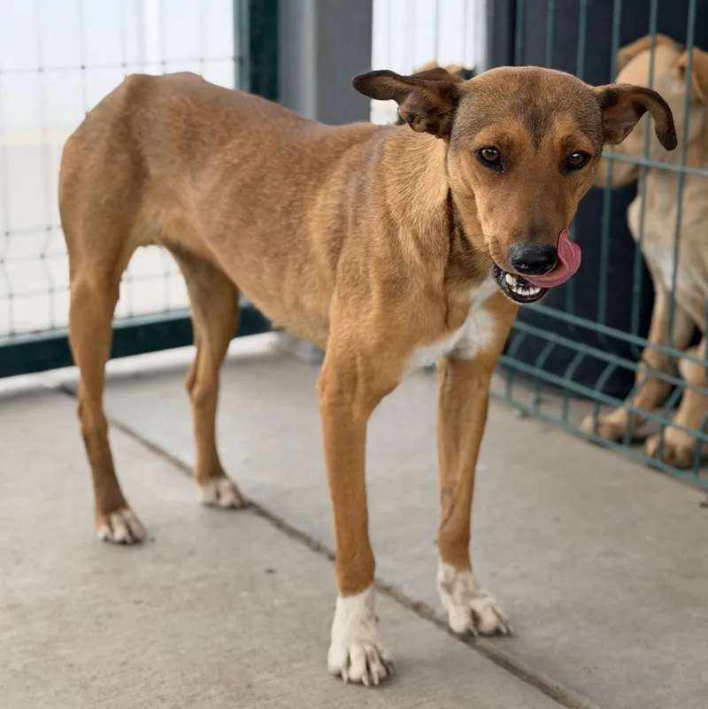 A young medium-sized female Tricolor (Brown, Black, & White) Coonhound dog named Niki for adoption in Manvel, TX