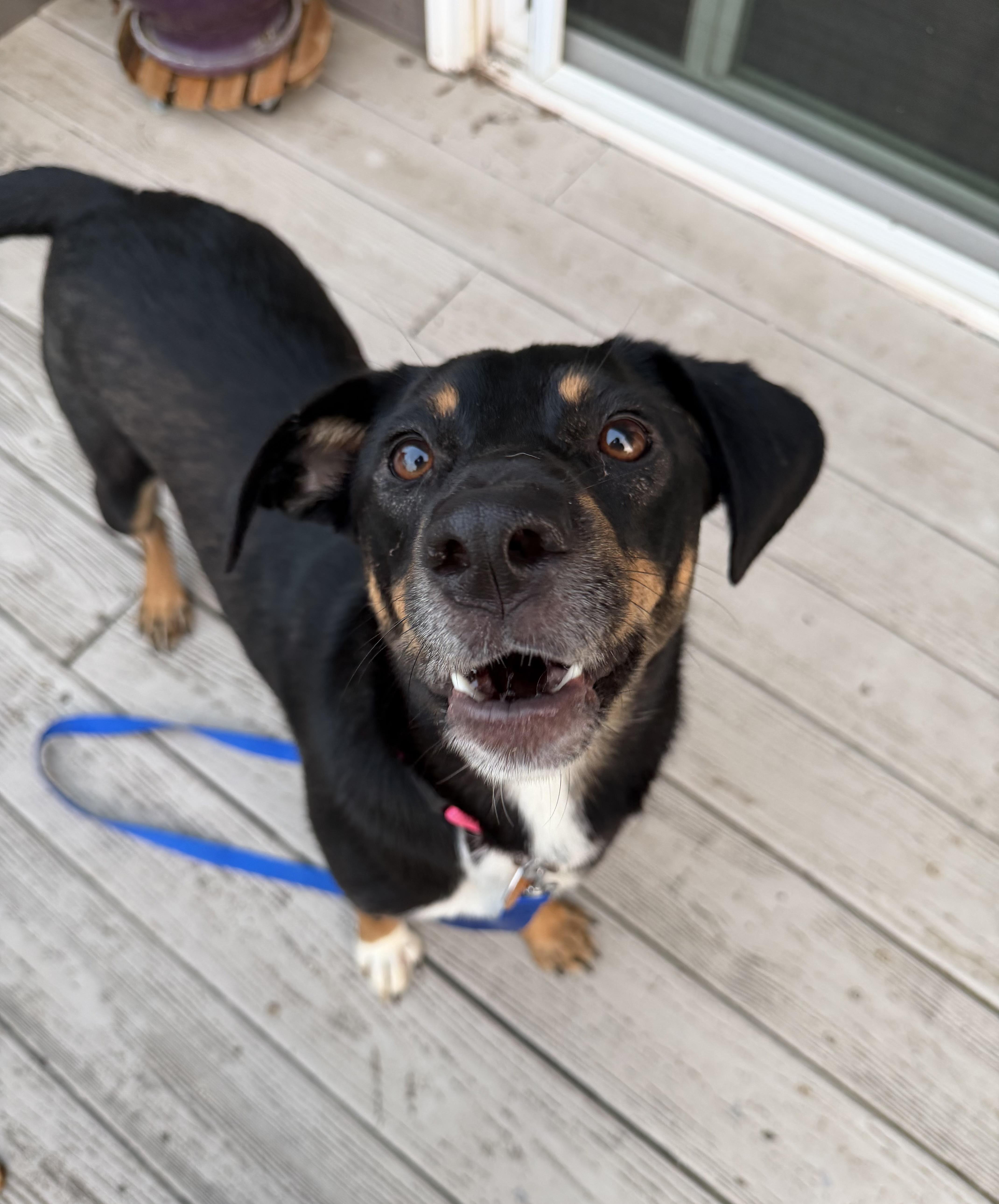 An adult medium-sized female Tricolor (Brown, Black, & White) Mixed Breed dog named Cindy for adoption in Bettendorf, IA