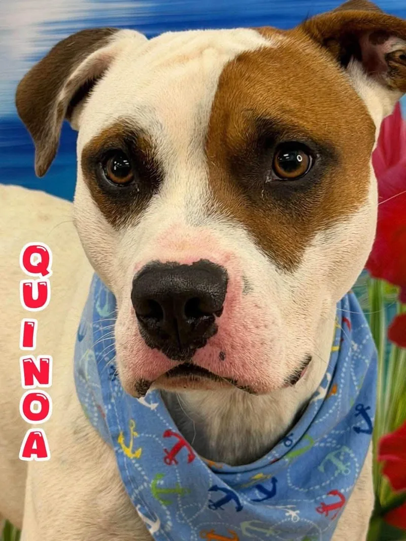 An adult medium-sized male White / Cream Mixed Breed dog named Quinoa for adoption in Flint, MI