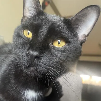 A young small-sized male Black Domestic Short Hair cat named Pip for adoption in Atlanta, GA