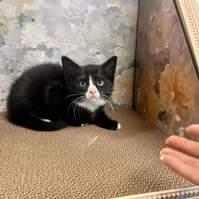 A baby small-sized female Black & White / Tuxedo Domestic Short Hair cat named Charlotte for adoption in Patchogue, NY