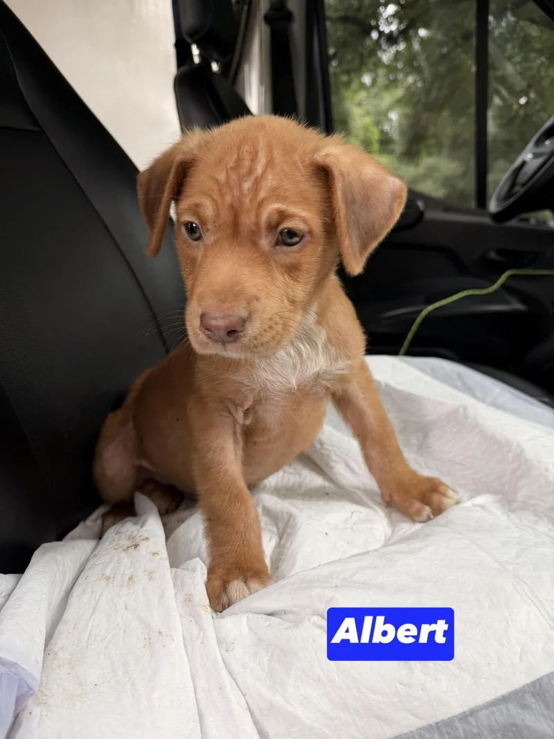 A Litter Albert