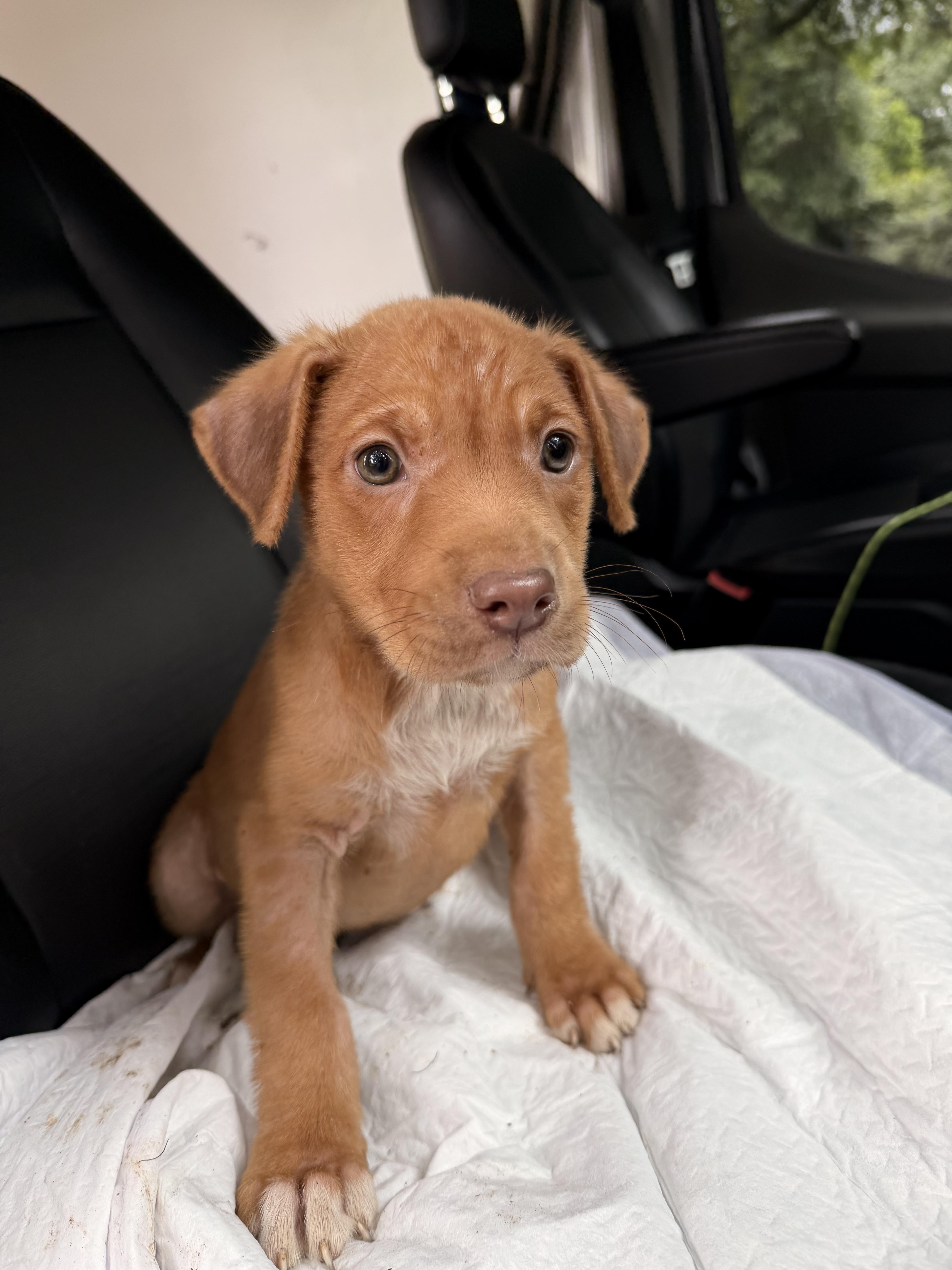A Litter Albert thumbnail 2