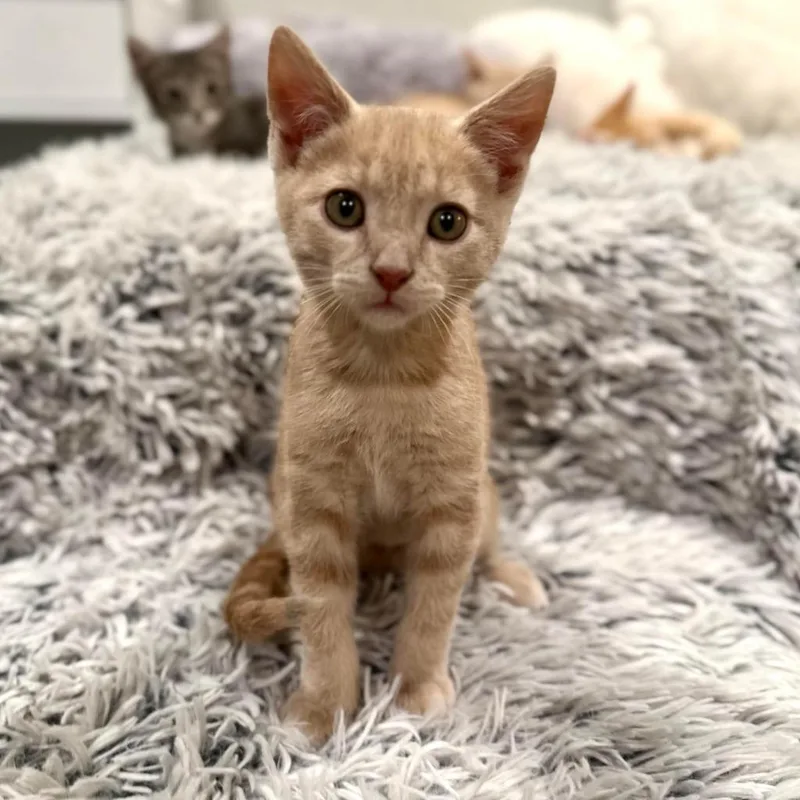 A baby medium-sized male Domestic Short Hair cat named Hermes for adoption in Salt Lake City, UT