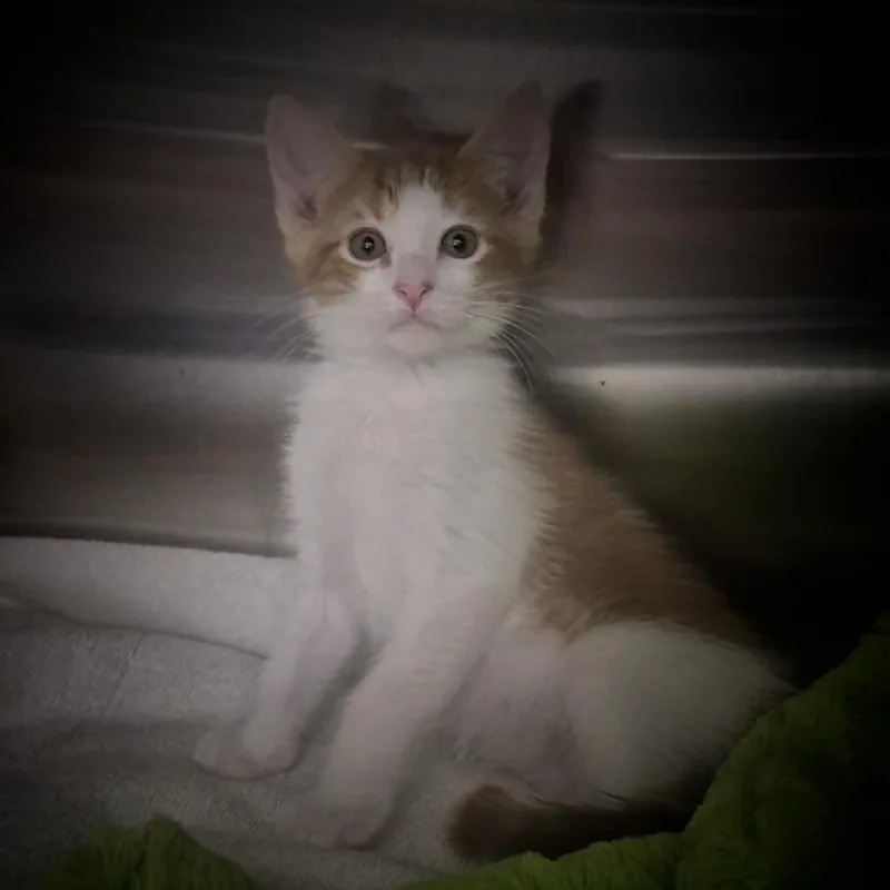 A baby small-sized male Orange / Red Domestic Short Hair cat named Xu for adoption in Upland, CA