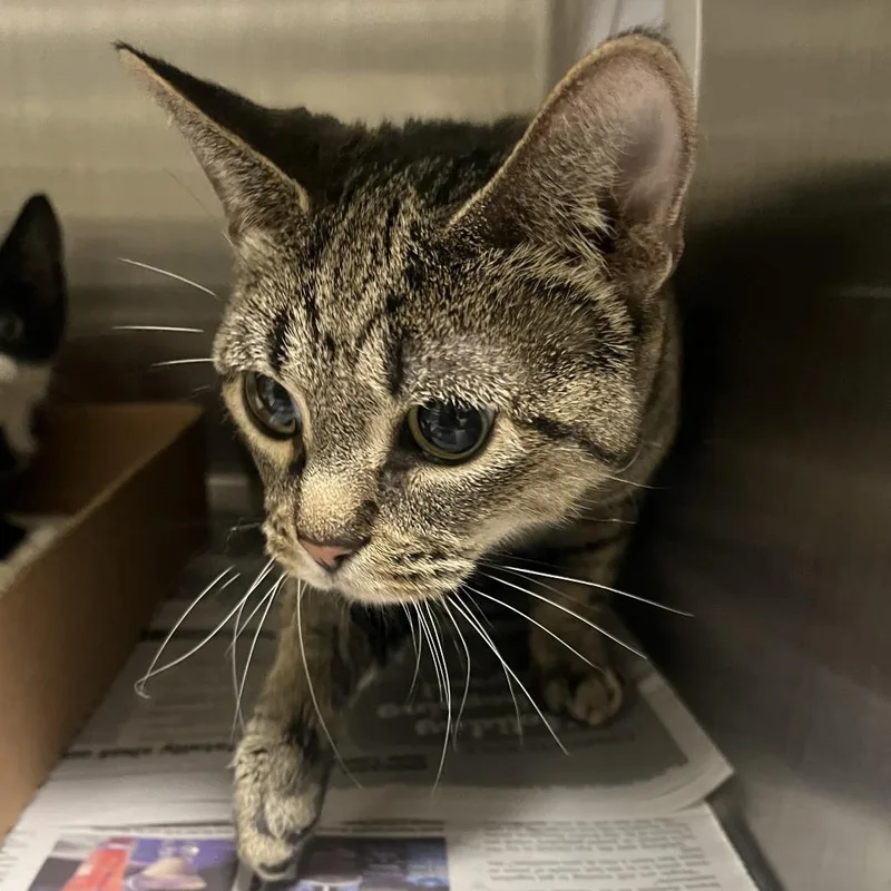 An adult medium-sized female Brown / Chocolate Domestic Short Hair cat named Pasilla for adoption in Oak Park, IL