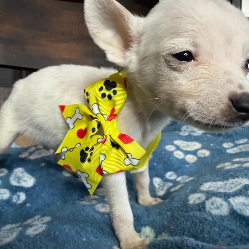 A baby small-sized female Yellow / Tan / Blond / Fawn Rat Terrier dog named Clementine for adoption in Aledo, TX