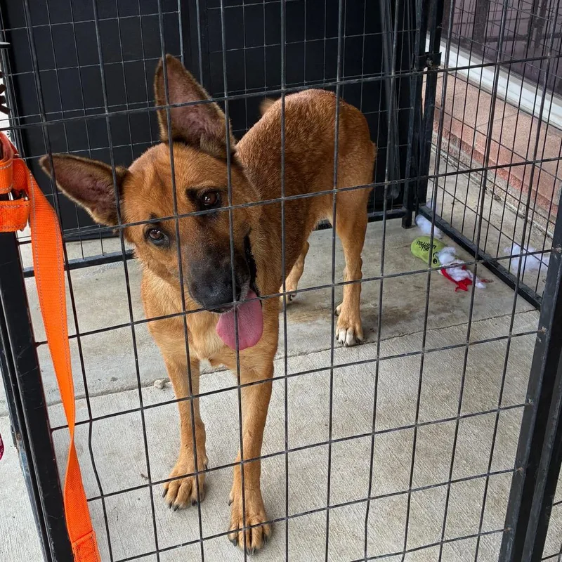 An adult medium-sized female Yellow / Tan / Blond / Fawn German Shepherd Dog dog named Sally for adoption in Hagerstown, MD