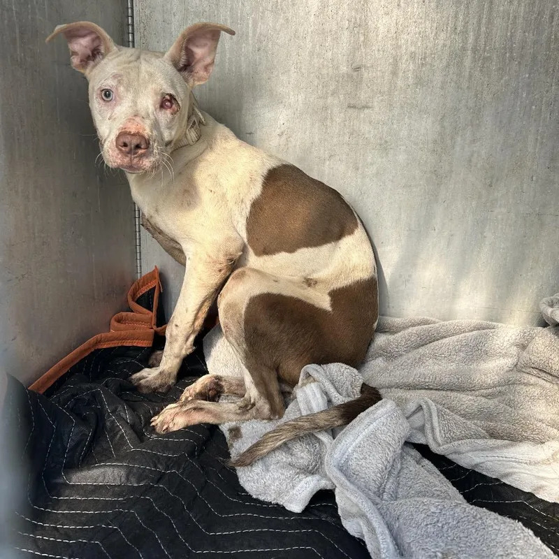 An adult medium-sized female White / Cream Pit Bull Terrier dog named Icicle for adoption in Greensboro, NC