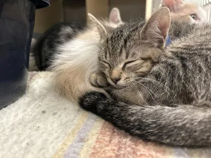 A baby medium-sized female Domestic Short Hair cat named Fig Newton for adoption in Picayune, MS