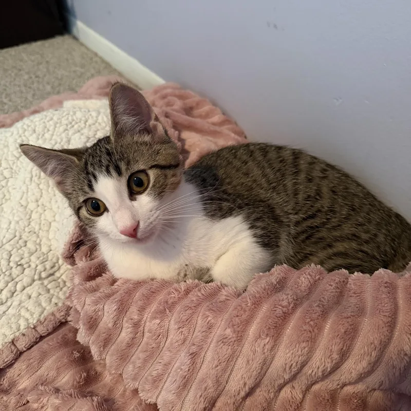 A baby medium-sized male Tabby (Gray / Blue / Silver) Domestic Short Hair cat named Zeus for adoption in Sterling Heights, MI