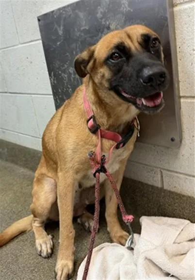 A young medium-sized female Mixed Breed dog named Sweetie Pie for adoption in Jacksonville, FL