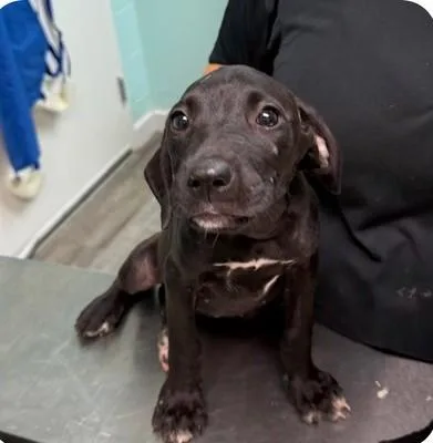 A baby medium-sized female Black Labrador Retriever dog named Fable for adoption in Southampton, PA