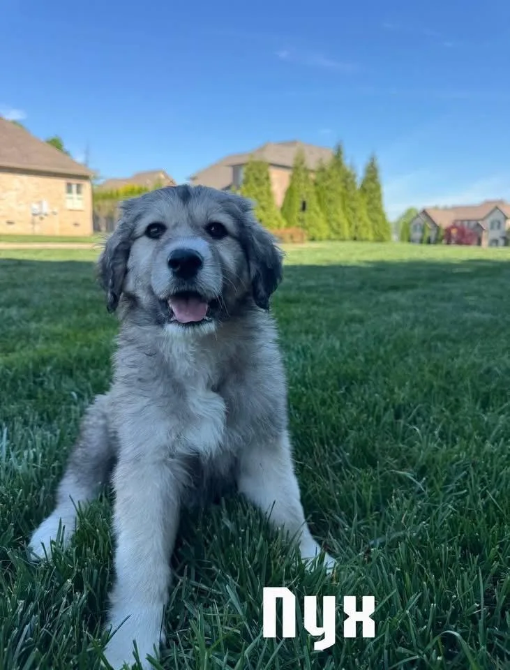 A baby large-sized female Gray / Blue / Silver Great Pyrenees dog named Nyx for adoption in Spring hill, TN