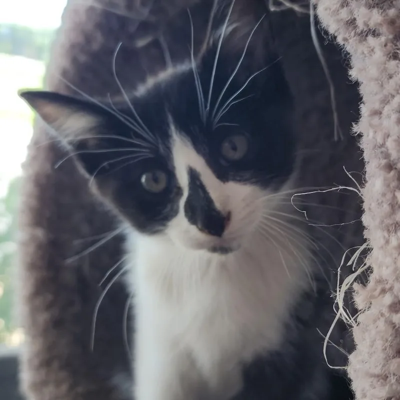 A baby medium-sized male Black & White / Tuxedo Domestic Short Hair cat named Pickles for adoption in Mazon, IL