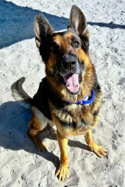 An adult large-sized male German Shepherd Dog dog named Jerry Lee for adoption in Fort Lauderdale, FL