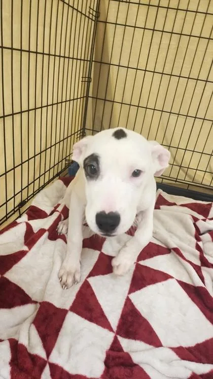 A baby medium-sized female Terrier dog named Rosalina for adoption in East Brookfield, MA