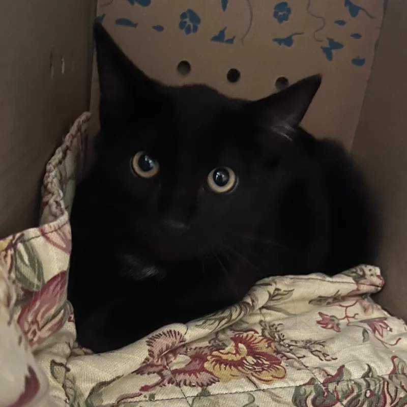 A young large-sized male Black Domestic Short Hair cat named Shrimps for adoption in Oak Park, IL