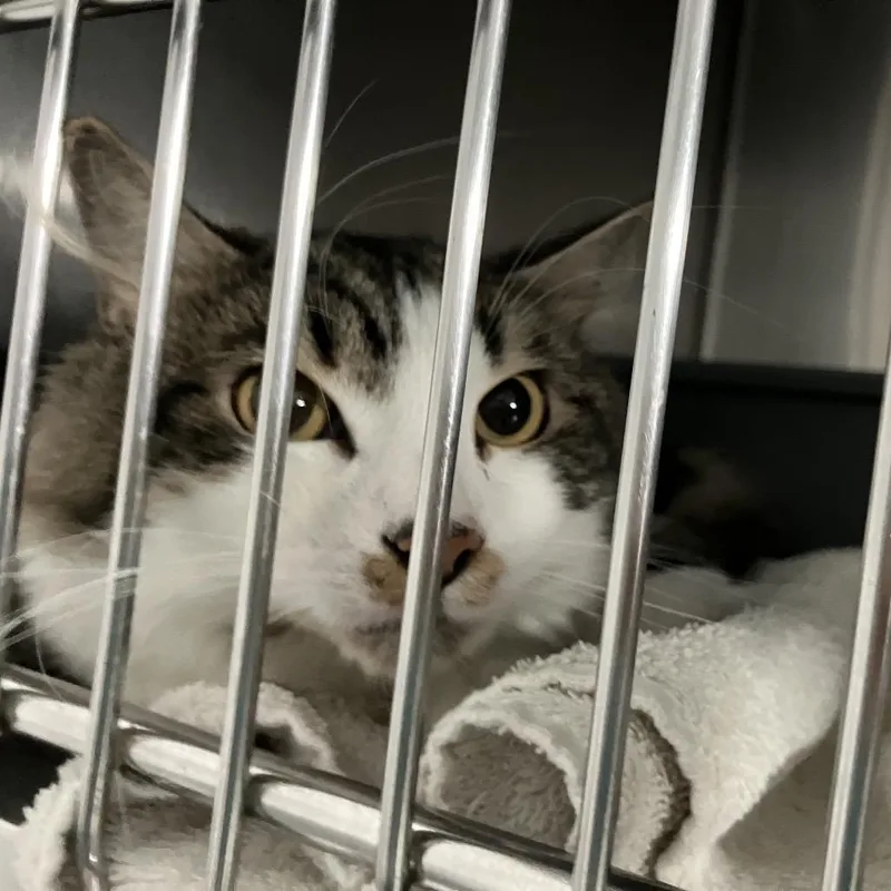 A young medium-sized male Brown / Chocolate Domestic Medium Hair cat named Keegan for adoption in Lakeland, FL