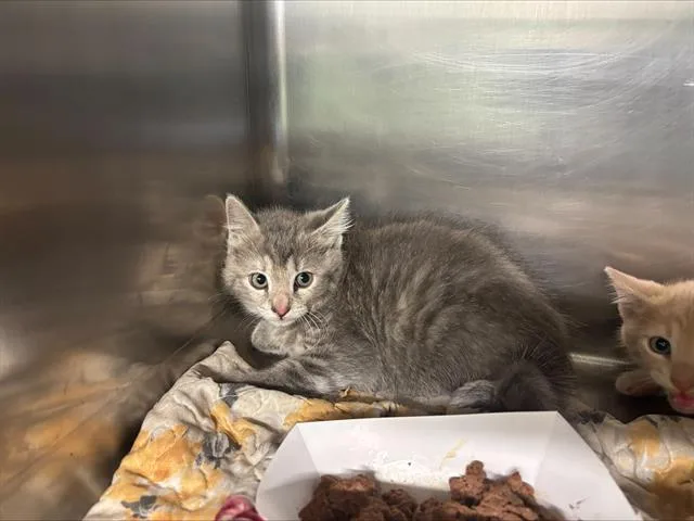 A baby small-sized female Domestic Short Hair cat named Kiela for adoption in Grand Prairie, TX