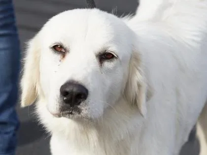 An adult large-sized female White / Cream Mixed Breed dog named Myska for adoption in Georgetown, TX