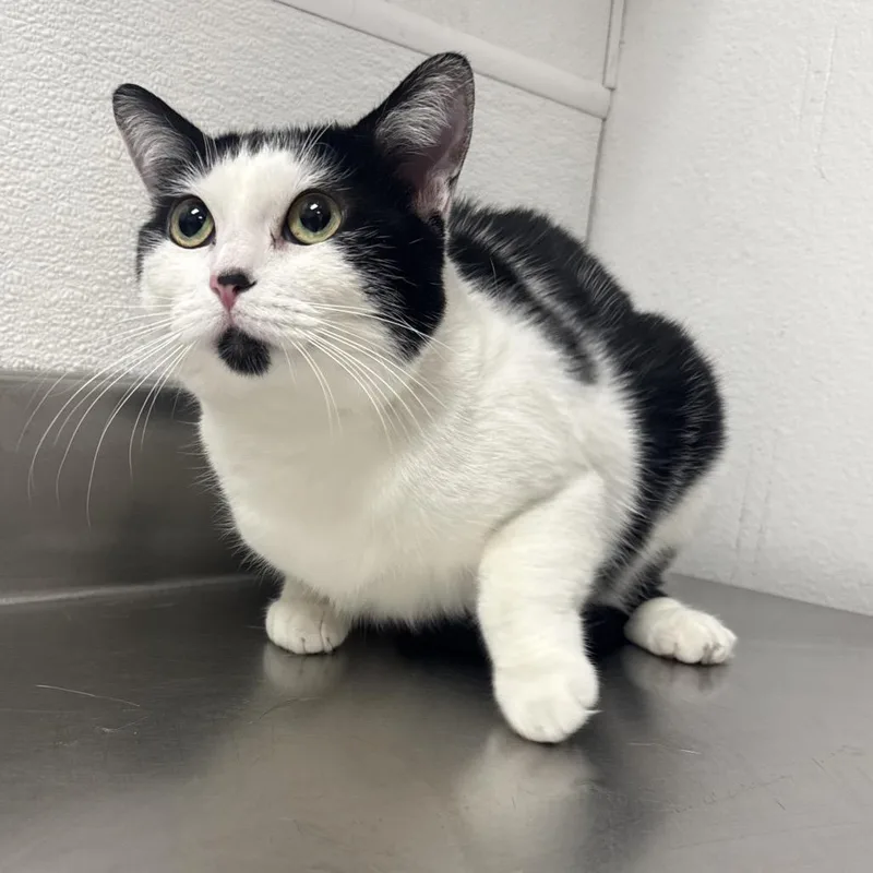 An adult medium-sized female Black Domestic Short Hair cat named Finn for adoption in Henderson, NV