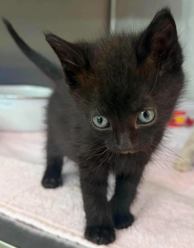 A baby small-sized male Domestic Short Hair cat named Joey for adoption in Lagrange, IN