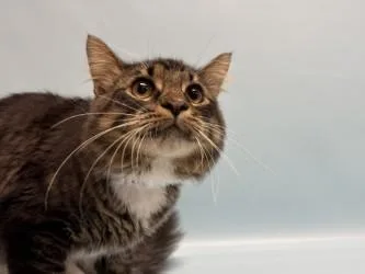 A young small-sized male Domestic Medium Hair cat named Lee for adoption in Woodbury, MN