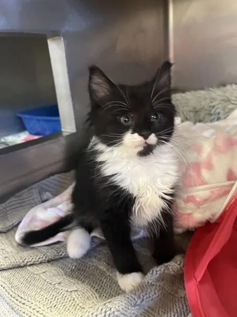 A baby medium-sized female Domestic Short Hair cat named Bella for adoption in Brewster, MA